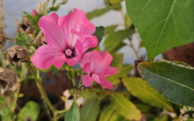 MorgenINNPULS – Schon gewusst?