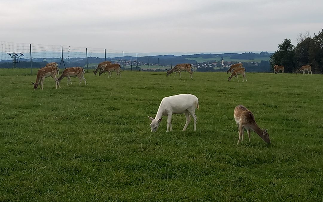 Laune der Natur und Mythos: Weißes Damwild