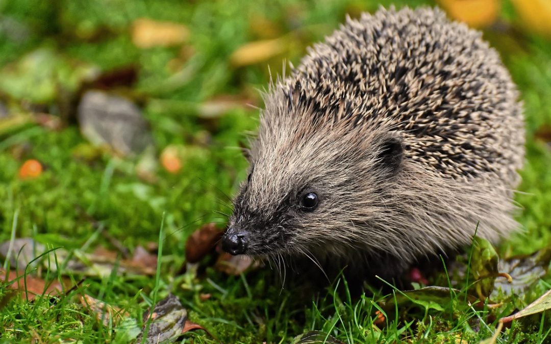 Igel zählen für die Wissenschaft