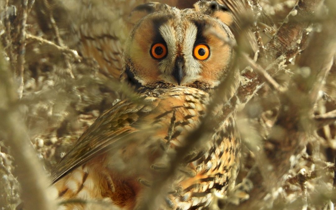 Welcher Vogel schnappt sich die Krone?