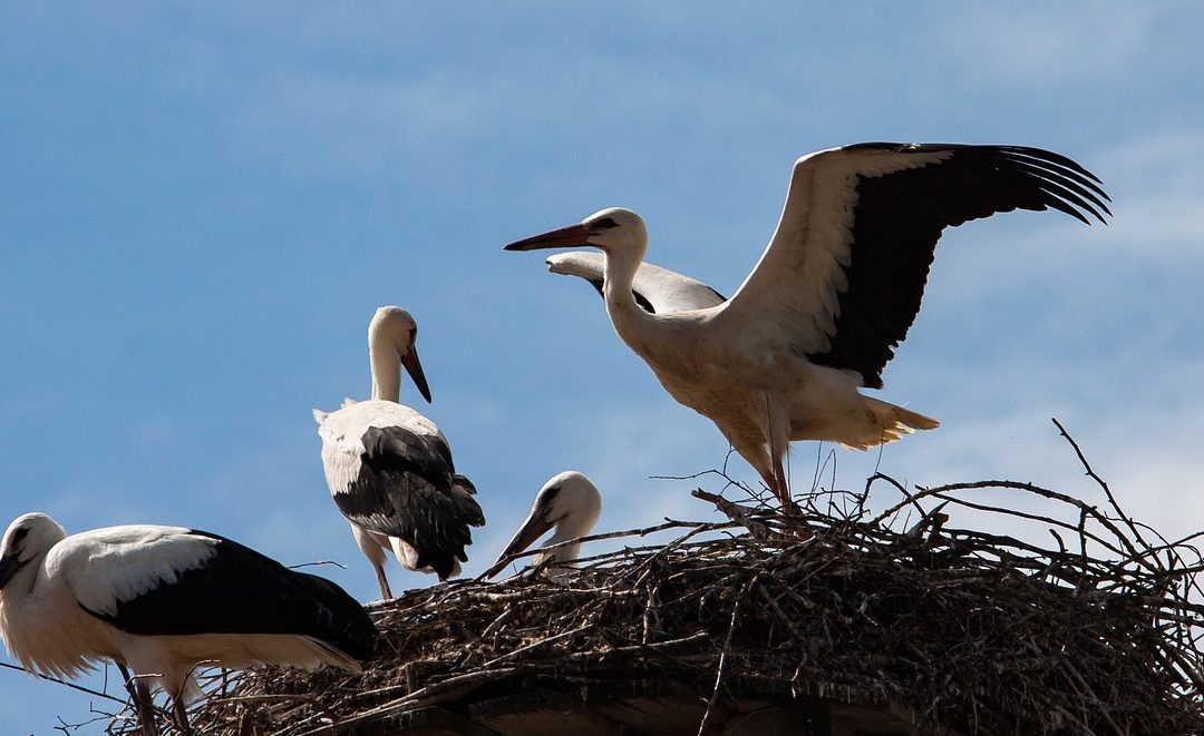 Weißstorchenjahr mit Höhen und Tiefen