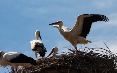 Wetterprobleme: Weißstörche werfen Küken aus dem Nest