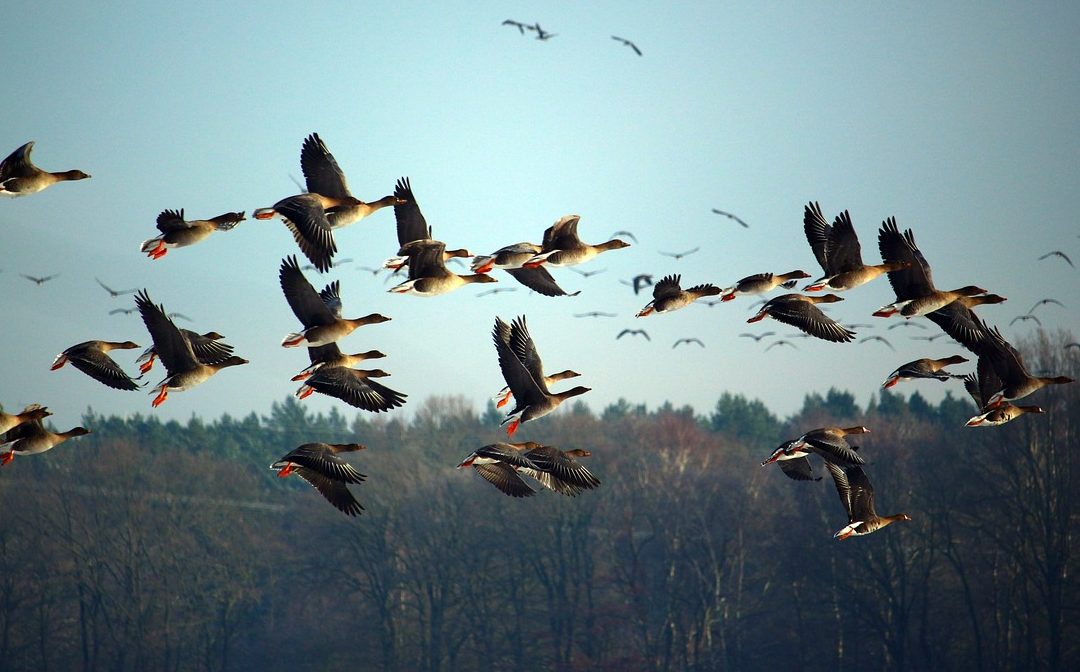 Naturspektakel im Anflug: Vögel ziehen über Bayern