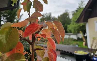 MorgenINNPULS – Schon gewusst?