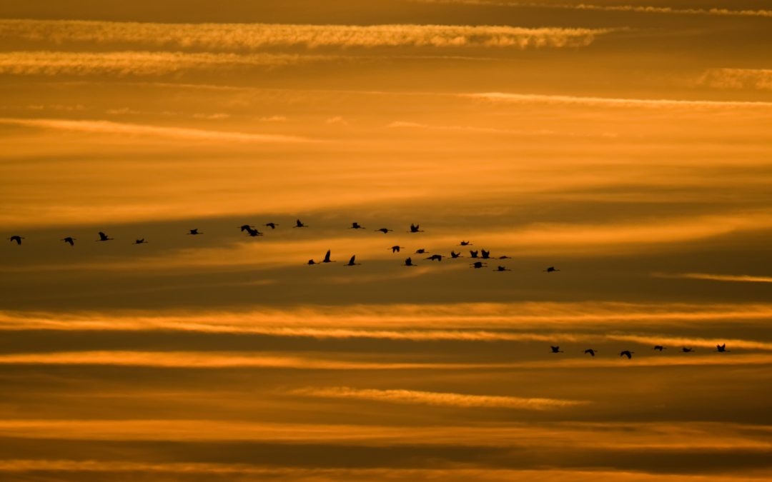 Herbstspektakel: Tausende Kraniche überqueren Bayern