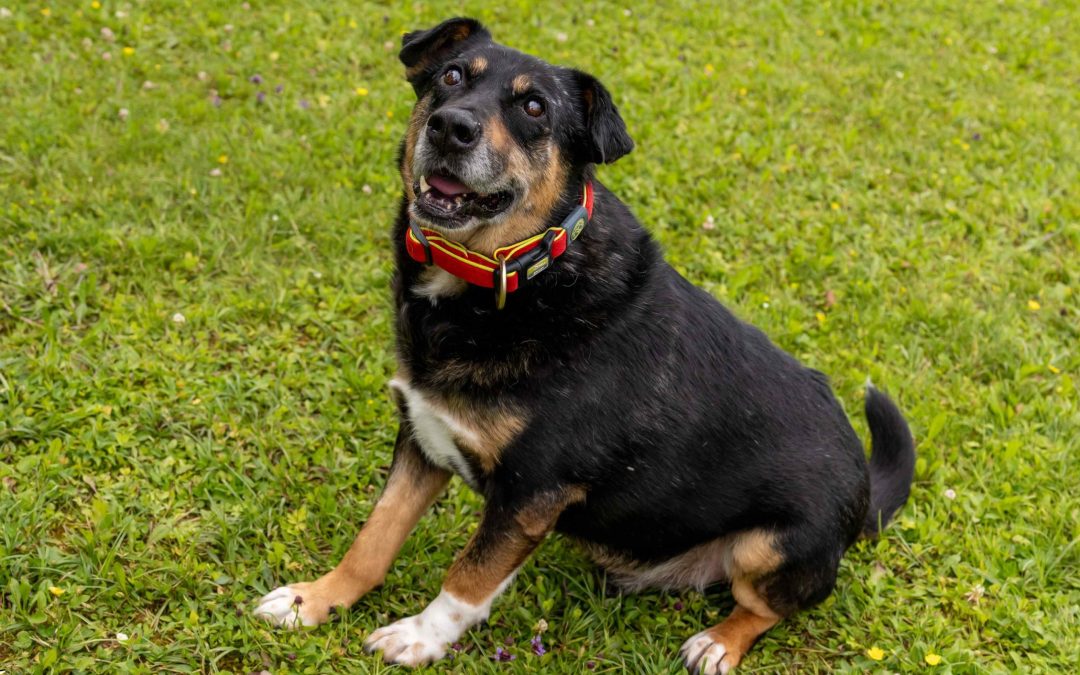 Tiere suchen ein Zuhause: Balu ruhig und ausgeglichen