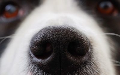 Was tun, wenn der Hund einen Schnupfen hat?