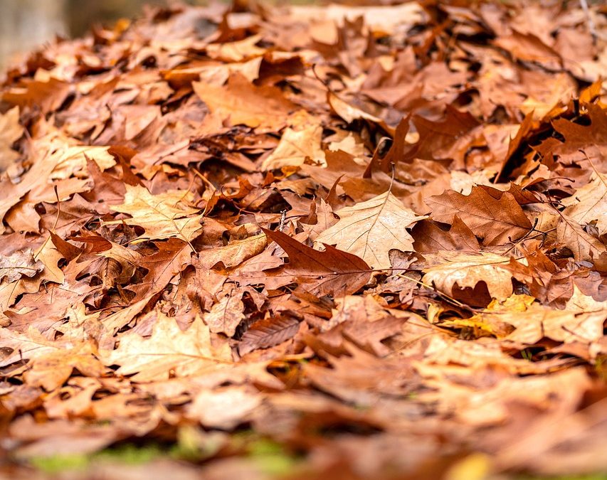 Gärtnern im Herbst: Warum Rechen und Säge jetzt ruhen sollten