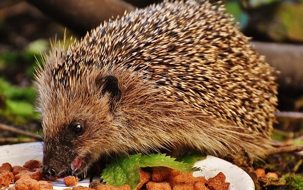 Vom Aussterben bedroht: Igel jetzt auf der internationalen Roten Liste