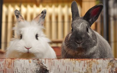 Kaninchen richtig halten: Wie Zuchtvereine neuen Haltern Sicherheit geben