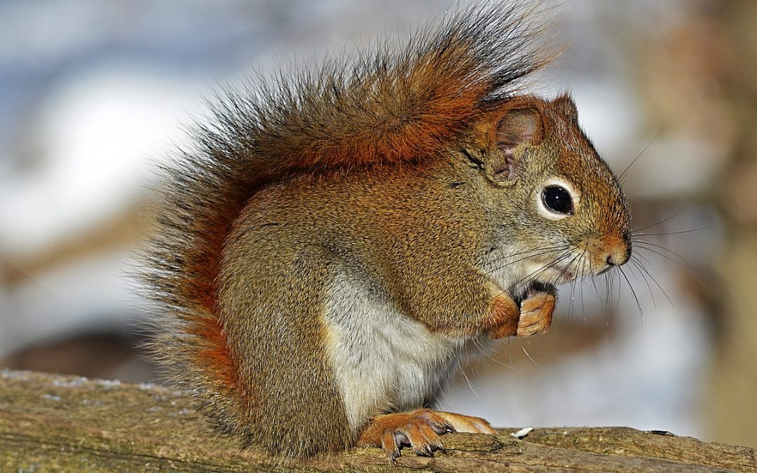 Igel, Vögel Eichhörnchen und Insekten bei der Winterruhe unterstützen