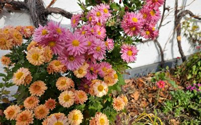MorgenINNPULS – Schon gewusst?