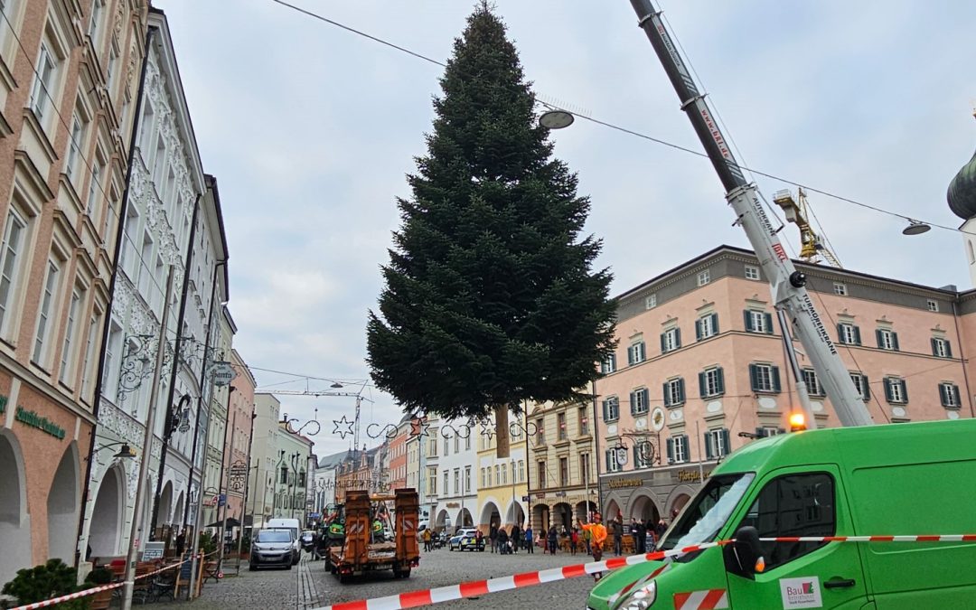 Rosenheimer Christbaum 2024 hat eine bewegende Geschichte