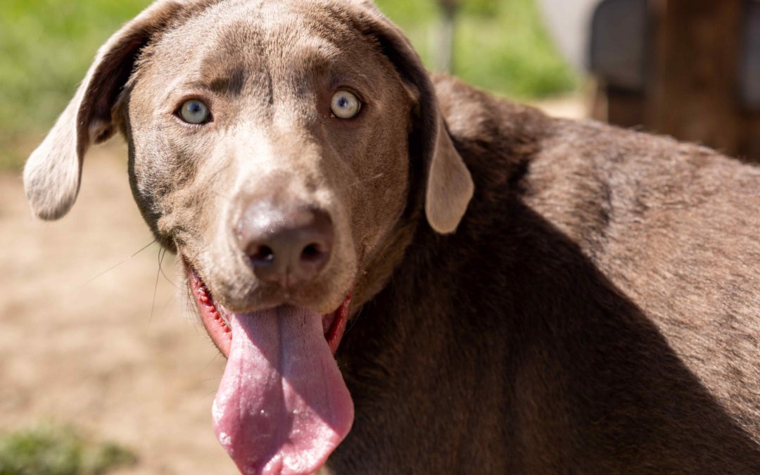 Tiere suche ein Zuhause: Freya eine junge Hündin mit viel Potenzial