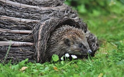 So wird der Herbstgarten zum Igelparadies