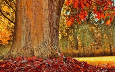 LBV-Kritik am Baum des Jahres: „Auszeichnung für Roteiche falsches Signal“
