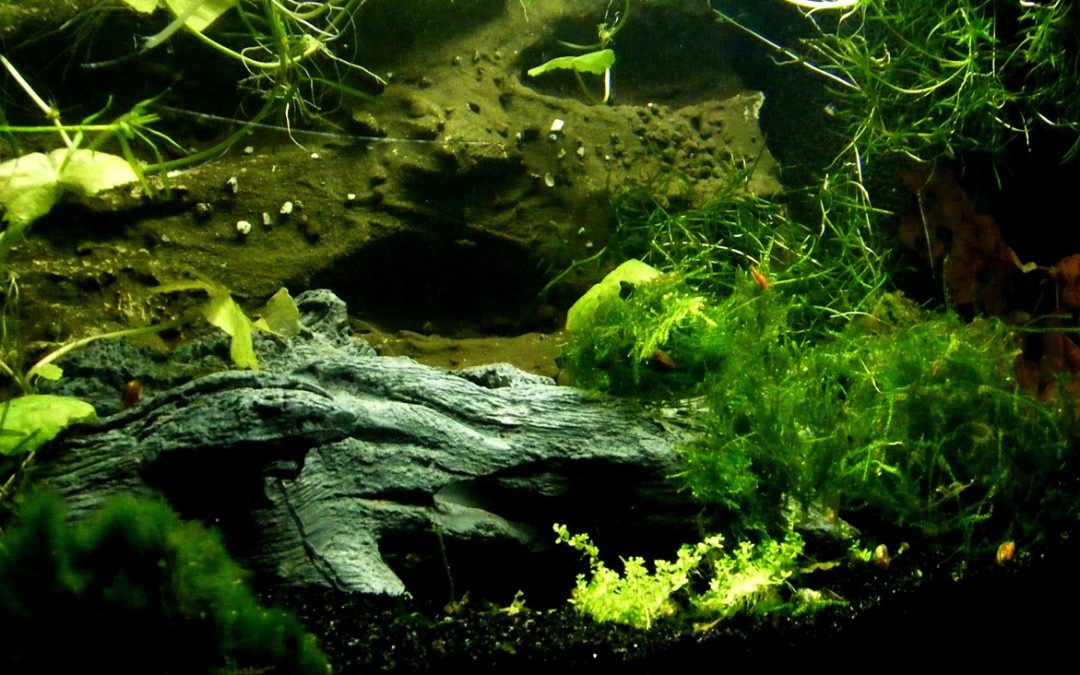 Aquascaping: Unterwassergärtnern für Beginner