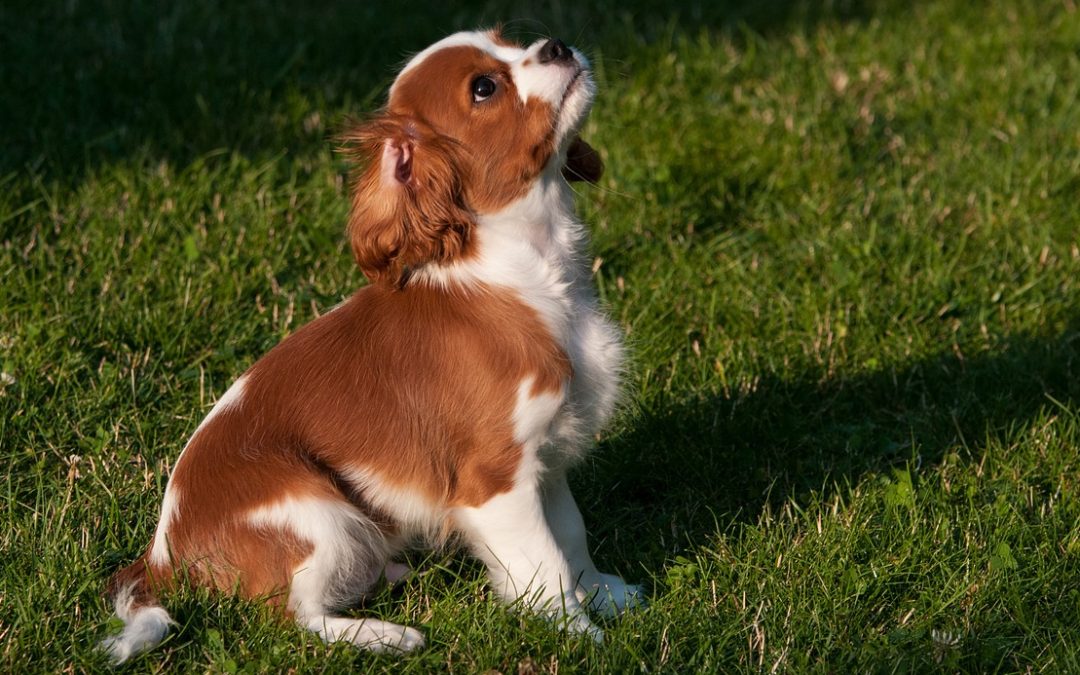 7 Dinge, die jeder Hund Können sollte