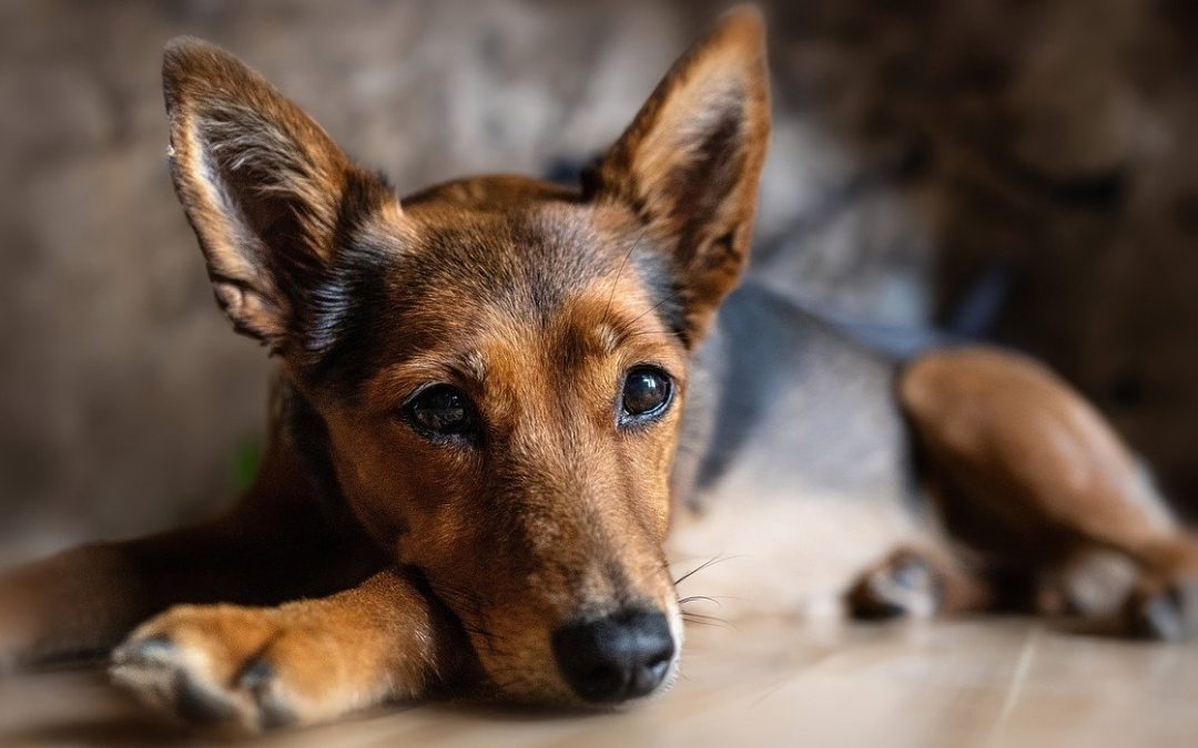 Hundeohren: Pflege als Pflicht