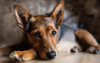 Hund allein zu Haus: Tipps für Training und technische Helfer