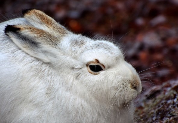 Tier des Jahres 2025: Der Alpenschneehase