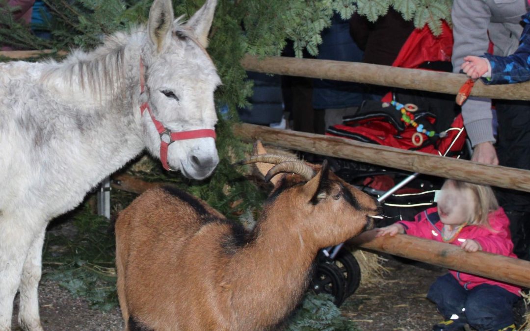 Vorweihnachtlicher Budenzauber bei Kammer