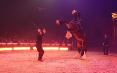 PETA übt Kritik an Genehmigung des Circus Krone-Weihnachtszirkus in Rosenheim