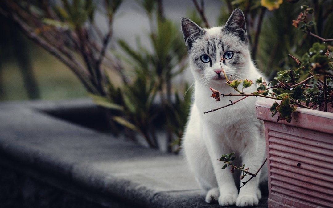 Frische Luft für die Katze: Rechte und Möglichkeiten für Mieter