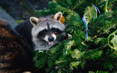 Tierisch schöne Weihnachten im Tierpark Hellabrunn