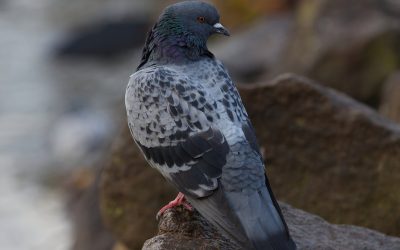 Schon wieder: Mit Gift präparierte Taube im Landkreis Regensburg