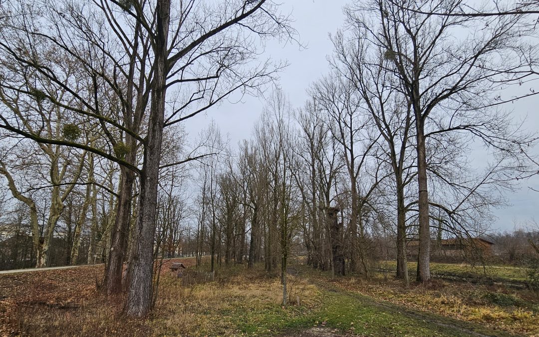 Baumfällarbeiten im Rosenheimer Mangfallpark Nord