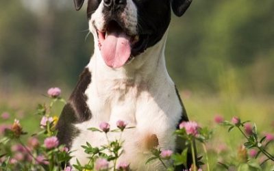 Frühjahrsblumen oft giftig für Hunde