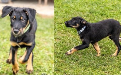 Tiere suchen ein Zuhause: Hunde Filou und Sammy „Halbstarke“ auf Heimatsuch