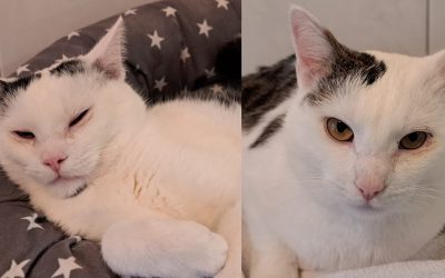 Tiere suchen ein Zuhause: Inky und Idefix wünschen sich ein kleines Wunder