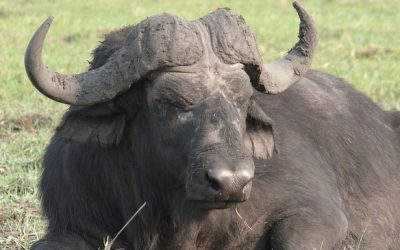 Maul- und Klausenseuche sorgt auch in Bayern für Probleme