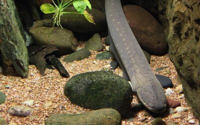 Aal ist Fisch des Jahres