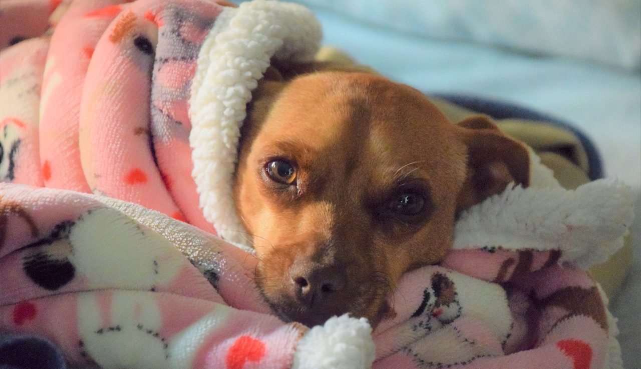 Hund Hund liegt unter decke