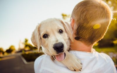 Katzen und Hunde helfen über den Verlust geliebter Menschen hinweg