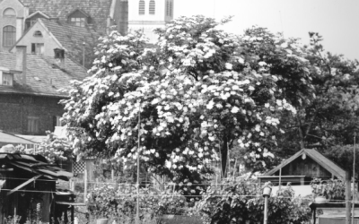 Kirche St. Nikolaus, Rosenheim, 1960