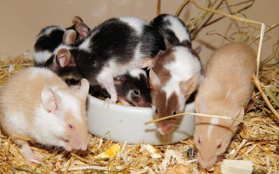 Ratten und Mäuse: Lebensphasen im Zeitraffer