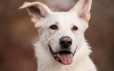 Hundegebell: Was ist wann und wie lange erlaubt?