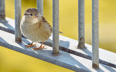 Ergebnisse der 20. Stunde der Wintervögel sind da – das sind die Top 10