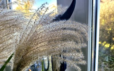 MorgenINNPULS – Schon gewusst?