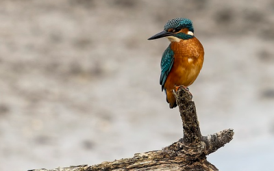 Vogelwelt der Innauen am Gesang erkennen