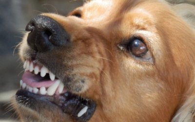 Studie zum „Werwolf-Syndrom“ bei Hunden