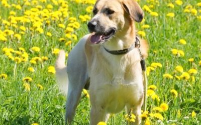 Tiere suchen ein Zuhause: Sabo – Liebe und Kraft vereint