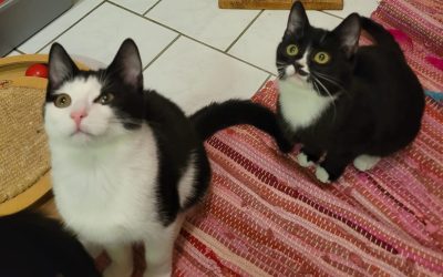 Tiere suchen ein Zuhause: Gretchen und Goofy wünschen sich ein liebevolles Heim