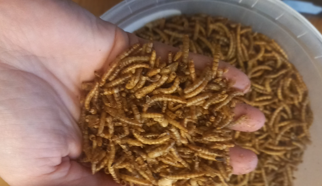 Neue EU-Verordnung: Ab jetzt Mehlwürmer in Brot, Käse und Kompott möglich