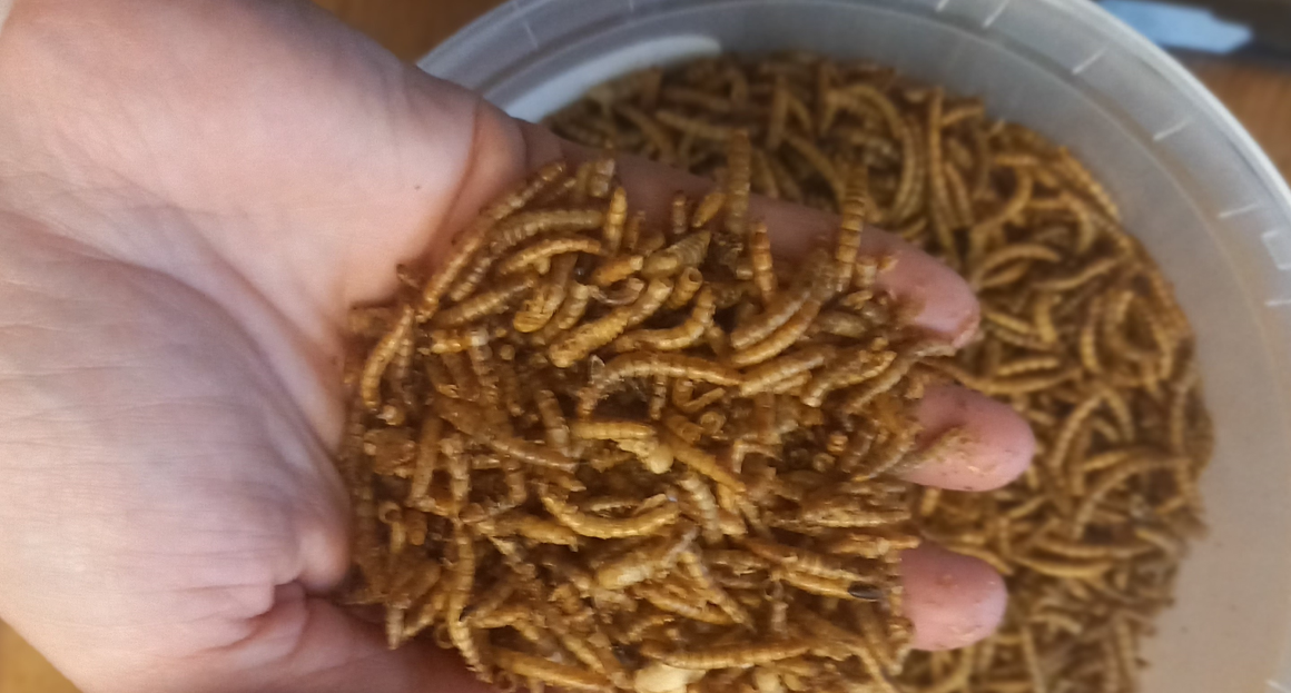 Mehwürmer Mehlwürmer. Foto: re