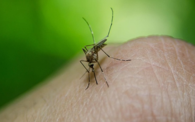 Neue Klasse vielversprechender Malaria-Medikamente entdeckt